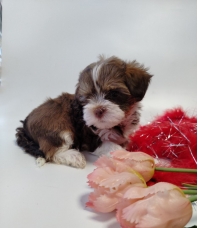 <p>Биро девочка, окрас красншоколадно- бело- золотой, стандарт, родилась с весом 173 г.</p>