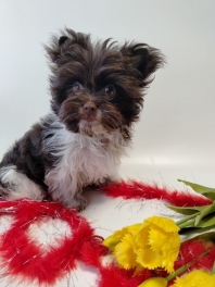 <p>Цветной йорк, окрас биро без подпала, девочка. родилась 141 г, вес в 2 мес 1190 г</p>