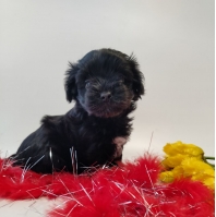 <p>Цветной йорк черного окраса без подпала. родилась с весом родилась 165 г</p>