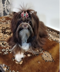 <p>Цветной йорк шоколадного окраса, плащ по спинке и симметрия белого окраса на головке, родилась с весом 153 гвес в месяц 720 г, в 2 мес 860 г, в 10 мес 2200 кг</p>